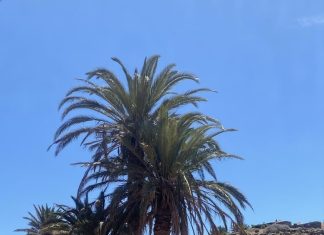 El Cabildo inicia un estudio sobre la situación de la palmera canaria en Fuerteventura